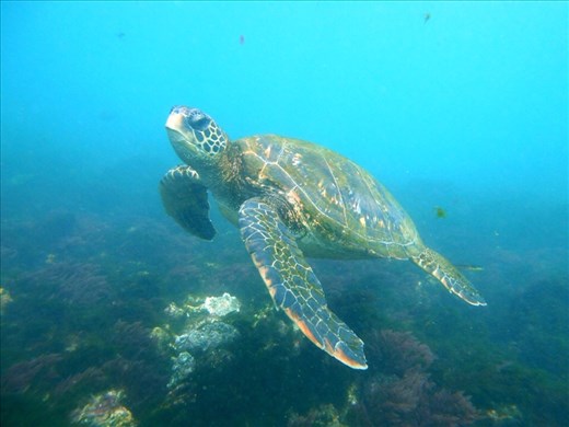 Just another postcard worthy picture while snorkling at Isabella