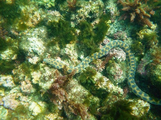 Coral sea snake out looking for lunch