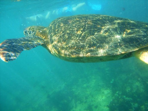 Los tuneles is a haven for sea turtles