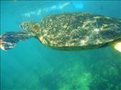 Los tuneles is a haven for sea turtles: by jorjejuanita, Views[173]