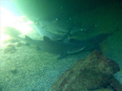 Family of white tip reef sharks having an afternoon nap