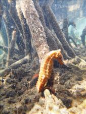 He's only about 4 inches tall: by jorjejuanita, Views[147]