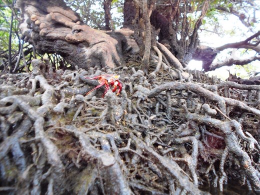 Red crabs in the mangroves