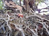 Red crabs in the mangroves: by jorjejuanita, Views[138]