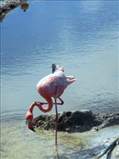 Most days the flamingoes were on the other side of the lake but we were lucky enough to catch this one having a bath just of the shore: by jorjejuanita, Views[127]