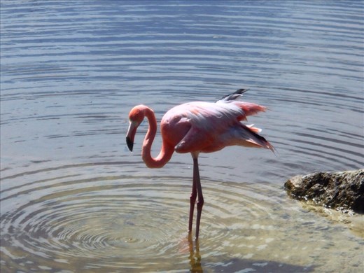 Pink Flamingo