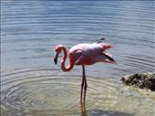 Pink Flamingo: by jorjejuanita, Views[122]