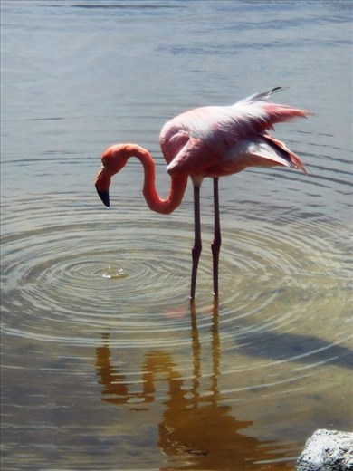 Pink flamingoes live in the lake just by the apartment on Isabella