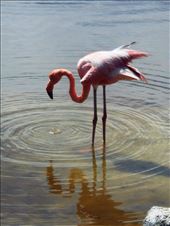 Pink flamingoes live in the lake just by the apartment on Isabella: by jorjejuanita, Views[158]