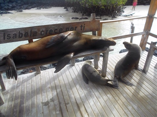 Big mamma and the kids