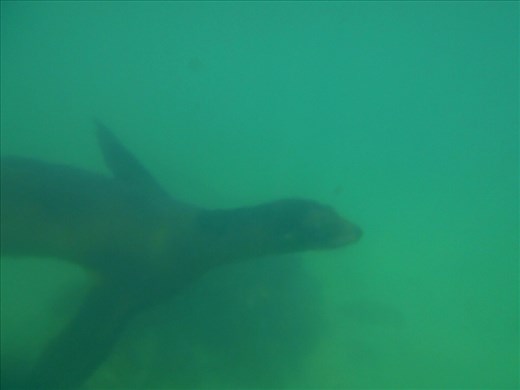 Its hard to photograph them while snorkling as they move so quickly in the water, its amazing to watch