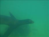 Its hard to photograph them while snorkling as they move so quickly in the water, its amazing to watch: by jorjejuanita, Views[102]