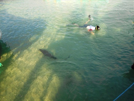 Jorje snorkling with seal buddies on Isabella