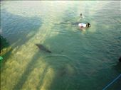 Jorje snorkling with seal buddies on Isabella: by jorjejuanita, Views[134]