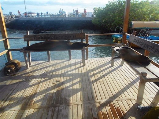 Hate it when the locals take all the good seats !