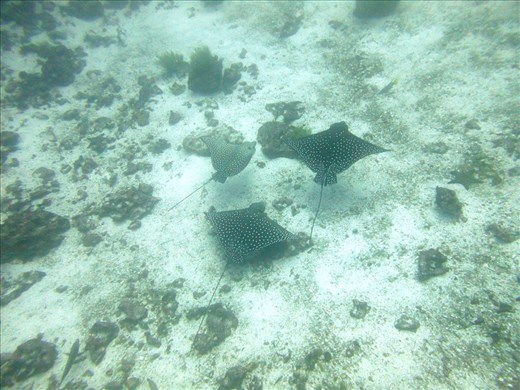 3 spotted eagle rays feeding in the current at Gordon Rocks