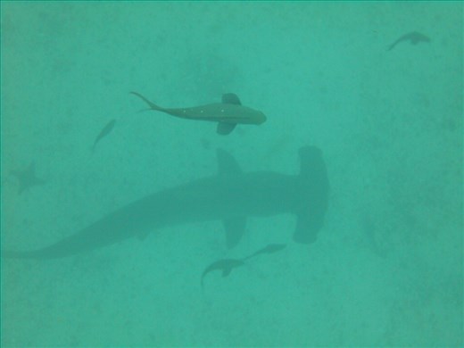 A Hammerhead and a white tip pass below us at Gordon Rocks