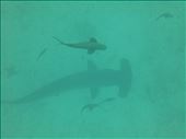 A Hammerhead and a white tip pass below us at Gordon Rocks: by jorjejuanita, Views[213]