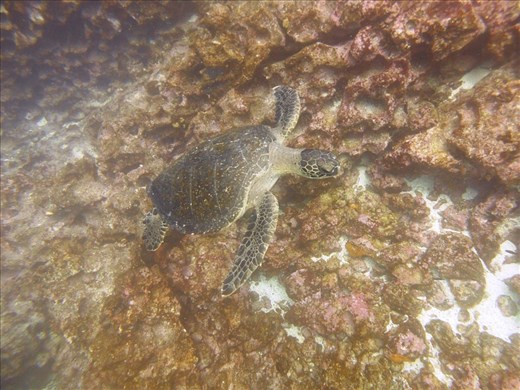 This little fella joined us on a safety stop while diving at Seymour North