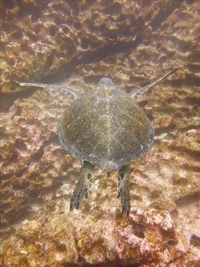 Green turtle, snapped while snorkling 