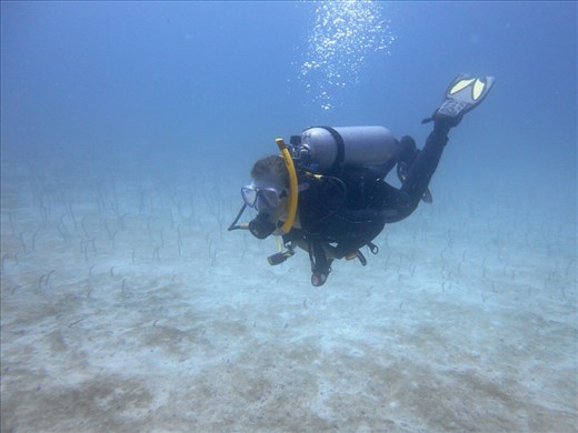 Juanita swimming 18m under at Seymour north. Those stick looking things are Galapagos garden eels on the sea bed