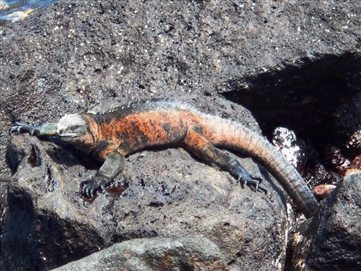 Marine Iguanas start getting colourful at breeding season