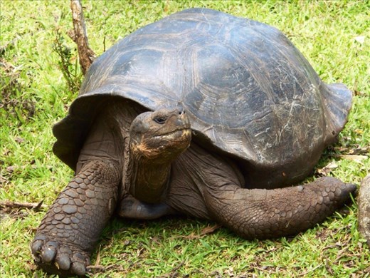 Giant Galapagos Tortoise
