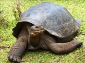 Giant Galapagos Tortoise: by jorjejuanita, Views[275]