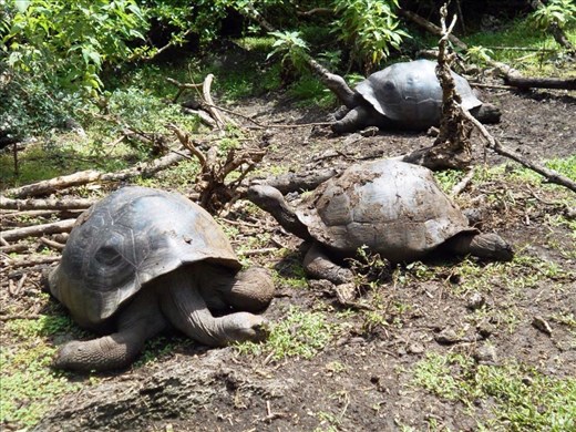 Tortoise that have been released into the semi wild as part of their training on Floreana