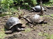 Tortoise that have been released into the semi wild as part of their training on Floreana: by jorjejuanita, Views[300]