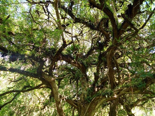 This was a very cool tree, with lots of other cool trees growing inside it.