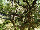 This was a very cool tree, with lots of other cool trees growing inside it.: by jorjejuanita, Views[215]