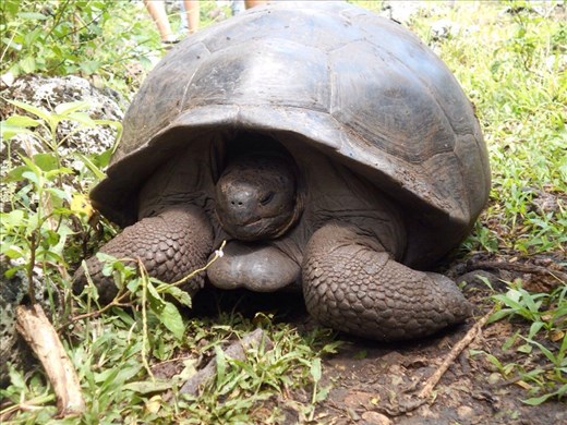 Found this bloke taking a nap on the path. I told him to pull his head in !