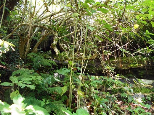 The one and only water spring on Floreana. This supply feeds the population which is limited to 50 people