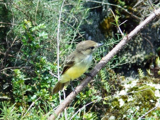 Finches, the basis of Darwins theory of evolution