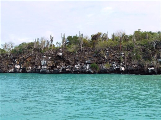 The contrast and uniqueness of the Galapagos, cactus growing in rock next to the ocean