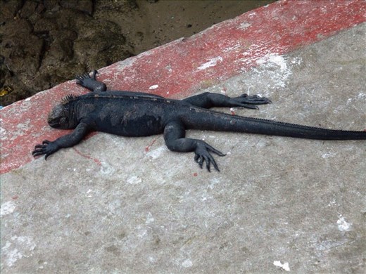 Ever wonder where the term ' flat out like a lizard' comes from ?