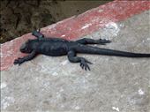 Ever wonder where the term ' flat out like a lizard' comes from ?: by jorjejuanita, Views[384]