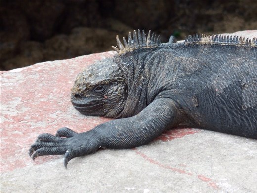 Marine iguana getting some sun