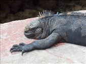 Marine iguana getting some sun: by jorjejuanita, Views[345]
