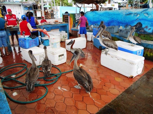 Pelicans and sea lions hang out at the fish market where the catch comes in 