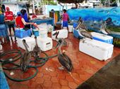 Pelicans and sea lions hang out at the fish market where the catch comes in : by jorjejuanita, Views[220]