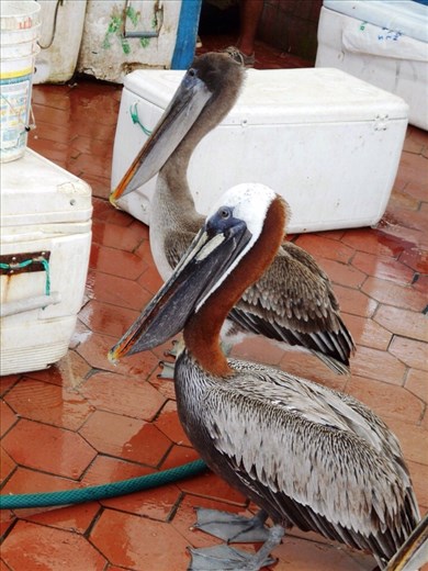 Pelicans, this one was for Aunt Linda at WA seabird rescue.