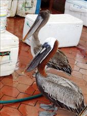 Pelicans, this one was for Aunt Linda at WA seabird rescue.: by jorjejuanita, Views[420]