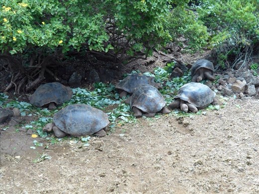 Juveniles in the breeding programme 