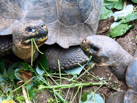 Adolescents having a chat and a chew