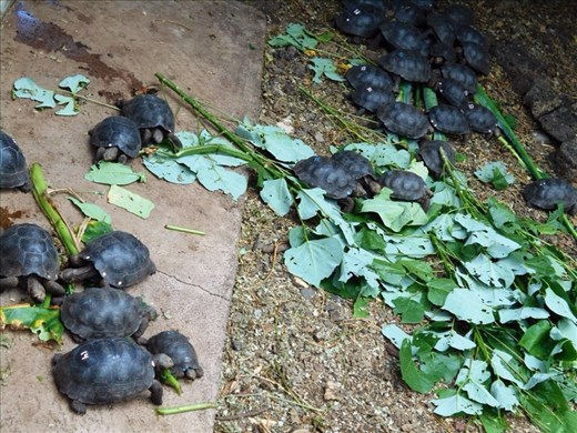 Babies at the Charles Darwin Centre