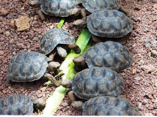 Baby tortoises feeding on a leaf. These little munchkins are about 3 months old