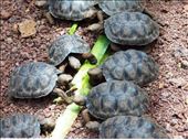 Baby tortoises feeding on a leaf. These little munchkins are about 3 months old: by jorjejuanita, Views[229]