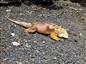 Land Iguana: by jorjejuanita, Views[220]